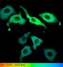 Thumbnail for dataset FigureS2_HeLa_4516NES