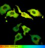 Thumbnail for dataset FigureS2_HeLa_4516NES_FSK