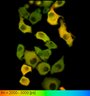 Thumbnail for dataset FigureS2_HeLa_4517NES_FSK