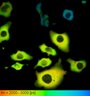 Thumbnail for dataset FigureS2_HeLa_4519NES_FSK