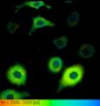 Thumbnail for dataset FigureS2_HeLa_4520NES