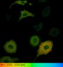 Thumbnail for dataset FigureS2_HeLa_4520NES_FSK