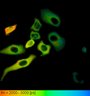 Thumbnail for dataset FigureS2_HeLa_4522NES_FSK
