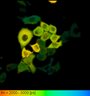 Thumbnail for dataset FigureS2_HeLa_4523NES