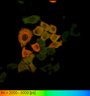 Thumbnail for dataset FigureS2_HeLa_4523NES_FSK