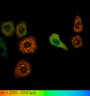 Thumbnail for dataset FigureS2_HeLa_4524NES_FSK