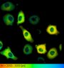 Thumbnail for dataset FigureS2_HeLa_4527NES