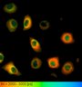 Thumbnail for dataset FigureS2_HeLa_4527NES_FSK