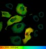 Thumbnail for dataset FigureS2_HeLa_4528NES