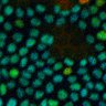 Thumbnail for dataset FigureS4_Ratio