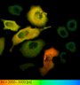 Thumbnail for dataset FigureS2_HeLa_4528NES_FSK
