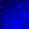 Thumbnail for FigureS5_3555NES_JNK