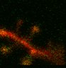 Thumbnail for dataset Fig3a_KO_DsRed2_PAGFP_pre