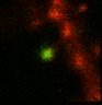 Thumbnail for dataset Fig3a_WT_DsRed2_PAGFP_post