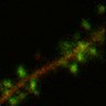 Thumbnail for Fig3d_KO_1911290515post