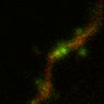 Thumbnail for dataset Fig3d_WT_1911270315post