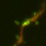 Thumbnail for dataset Fig3d_WT_1911270315pre