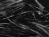 Thumbnail for dataset FigS2A_2Hz_Ca2_signals_5min
