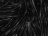 Thumbnail for dataset FigS2A_2Hz_Ca2_signals_60min