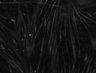 Thumbnail for FigS2A_20Hz_Ca2_signals_0min
