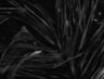 Thumbnail for FigS2A_20Hz_Ca2_signals_30min