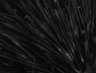 Thumbnail for dataset FigS2A_20Hz_Ca2_signals_60min