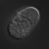 Thumbnail for dataset RNAi_R10E11.8_040824_01