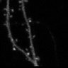 Thumbnail for dataset Fig3A_MNI-Glu-Minus