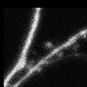 Thumbnail for dataset Fig5A_cofilin_EGFP_C2
