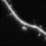 Thumbnail for dataset Fig5A_Tiam_EGFP_C2