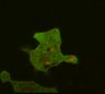 Thumbnail for dataset Fig1A_sGC_PIP3_membrane