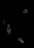Thumbnail for dataset Fig2B_sGC-GFP_0.5sec