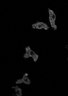Thumbnail for dataset Fig2B_sGC-GFP_Sp