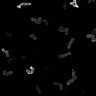 Thumbnail for dataset Fig4A_sGCWT-GFP_cAMP