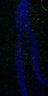 Thumbnail for dataset Fig6E_Hes5-Cre_Sox2