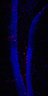 Thumbnail for dataset Fig6I_Hes5-Ascl1-E47-Cre_MCM2