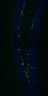 Thumbnail for dataset Fig6L_Hes5-Cre_dtTomato