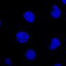 Thumbnail for dataset FigS1A