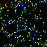 Thumbnail for dataset FigS5E_sustained_day4