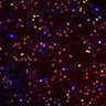 Thumbnail for dataset FigS5E_sustained_day7