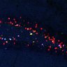 Thumbnail for FigS6D-G_hippocampal_dentate_7day