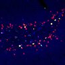 Thumbnail for dataset FigS6I-K_hippocampal_dentate_7day