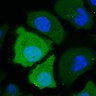 Thumbnail for dataset FigS1C