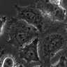 Thumbnail for dataset FigS1D