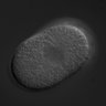 Thumbnail for dataset RNAi_R10E4.4_061107_01