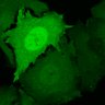 Thumbnail for dataset FigS2B