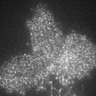 Thumbnail for dataset 7G-2Y2016M5D23h21m48s0AD_CAM1