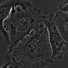 Thumbnail for dataset FigS2D