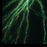 Thumbnail for dataset Fig1A_Spine_VASP_Factin_dynamics_1