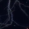 Thumbnail for dataset Fig2A_distribution_Lifeact-EGFP_tagRFP-VASP